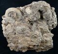 Tall Ammonite Cluster From Germany #8828-4